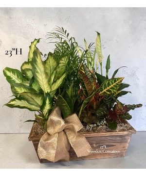 Plants from As You Wish Floral Designs by Kimberly McCord - your