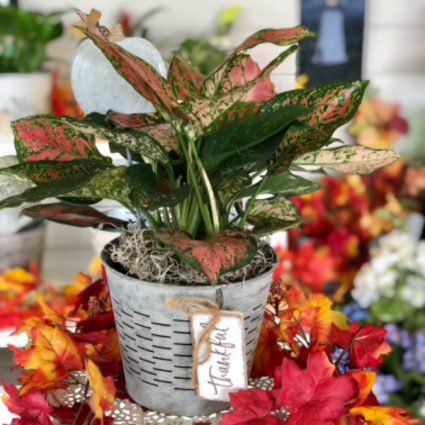 Harvest Houseplant Aglaonema