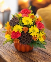 HARVEST PUMPKIN 