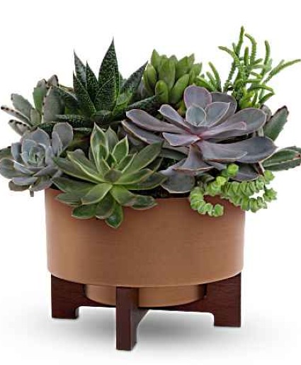 Harvest Succulent Garden Planter 