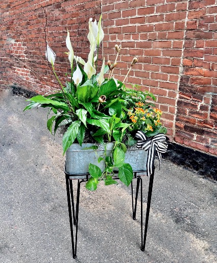 Haven Dish Garden Planter  