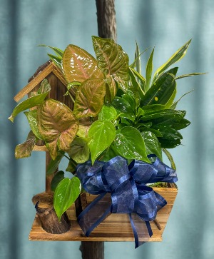 Hawk's Hutch Dish Garden Plants