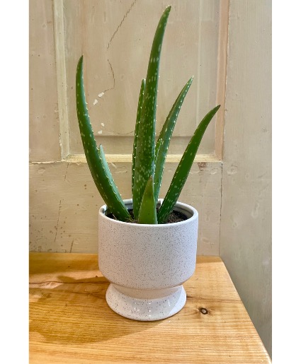 Healing Touch Planter 