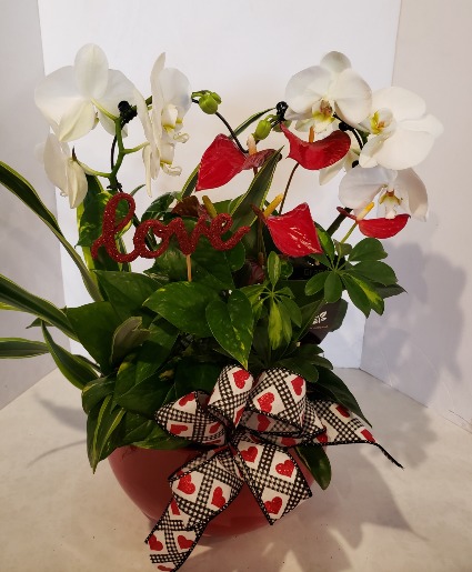 Heart Orchid Planter Plants