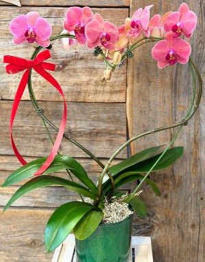 HEART SHAPE ORCHID  COMES IN DIFFERENT COLORS 