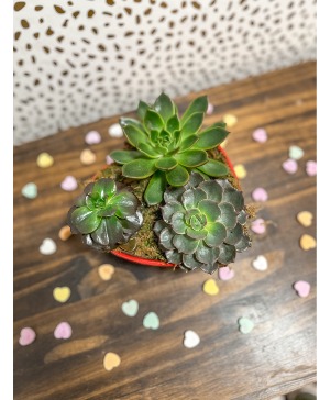 Heart Shaped Succa Arrangement Plant