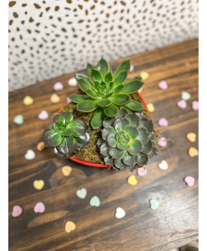 Heart Shaped Succa Arrangement Plant