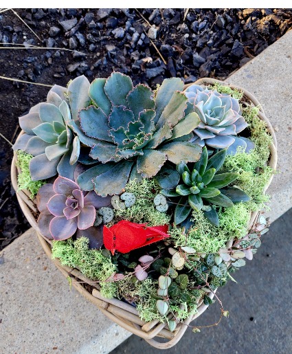 heart succulent planter  
