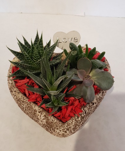 Heart Succulent Planter Plants