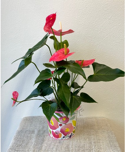 Heartfelt Anthurium 