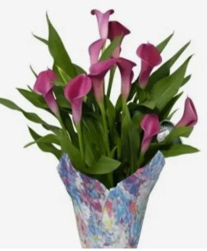 Heartfelt Calla Lily Plant