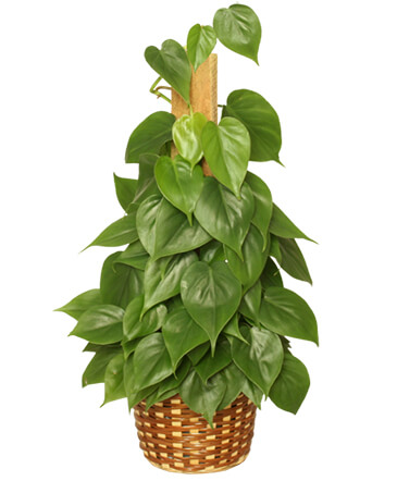 HEARTLEAF PHILODENDRON  Philodendron scandens oxycardium  in Talladega, AL | GAITHER'S FLORIST