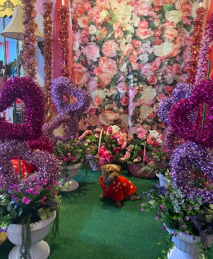hearts and garden vignette selfie/themeprops pickup rental only 
