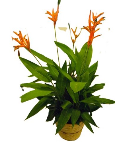 Heliconia Plant in Basket 