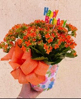 Hello Cutie Kalanchoe Plant