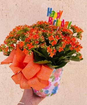 Hello Cutie Kalanchoe Plant