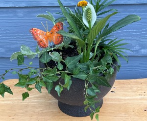 Hello Morning Dish Garden 