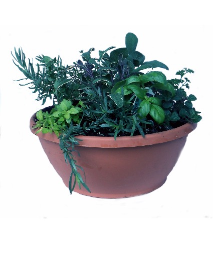 Herb Garden 
