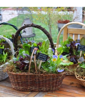 Herb & Vegetable Garden plant