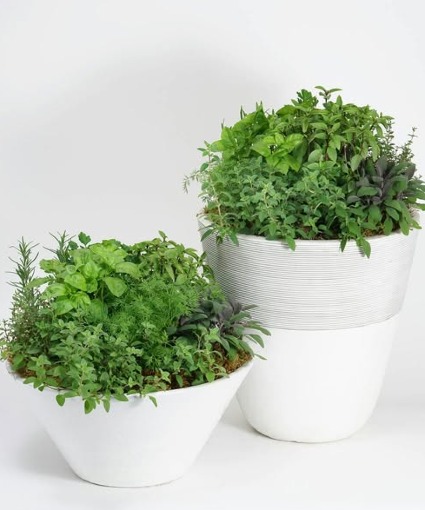 Herb Gardens 