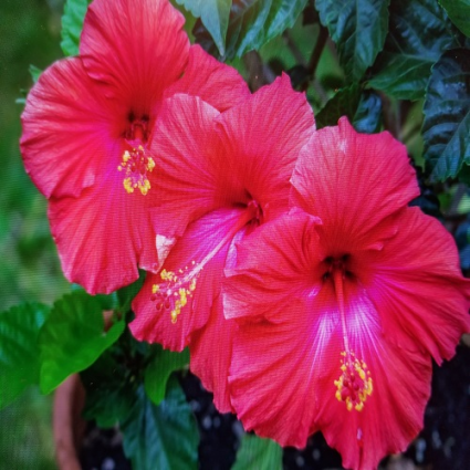 Hibiscus Tree Outdoor/Indoor
