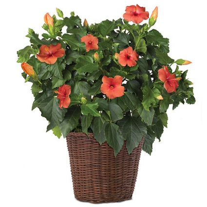 Hibiscus Bush Plant 