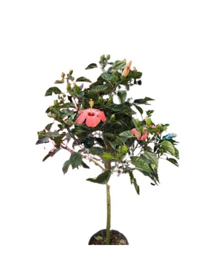 Hibiscus Tree 10" Pot 