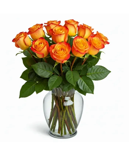 High Magic Roses  