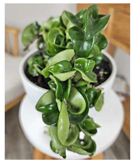 Hindu Rope Hoya - 6" plant
