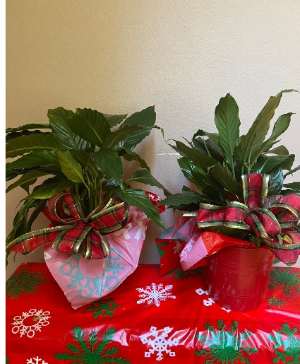 holiday cheer plant