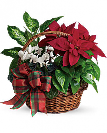 Holiday dish garden Christmas