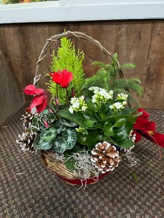 Holiday Dish Garden While supplies last