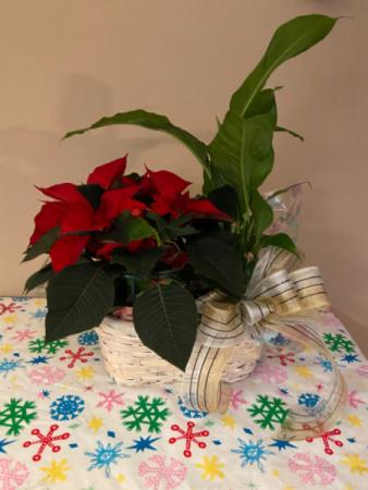 holiday double basket  plant basket 