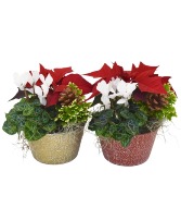 Holiday Garden 6" Mixed Planter