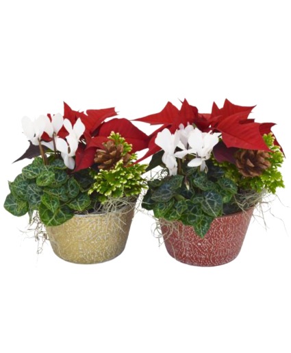 Holiday Garden 6" Mixed Planter