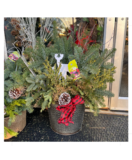 *Festive Finds Special* Holiday Greens with Reindeer Porch Pot