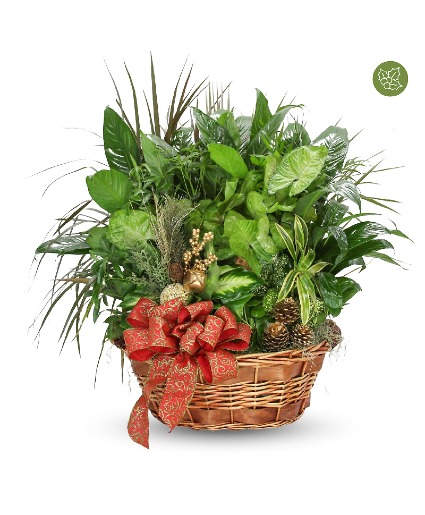 Holiday Greetings Plants