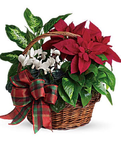 Holiday Homecoming Basket living plant basket