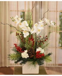 Holiday Live Orchid Plant Garden 
