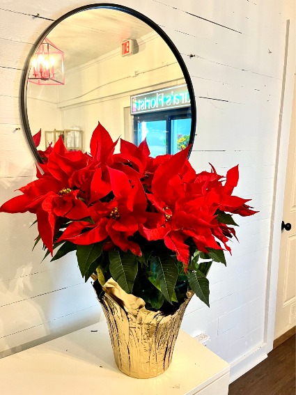 Holiday Poinsettia Potted Plant