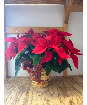 Holiday Poinsettia  in Homewood, IL | EIGHNER'S FLOWERS