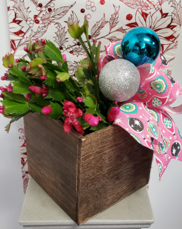 Holidays In Bloom Christmas Cactus Potted Plant