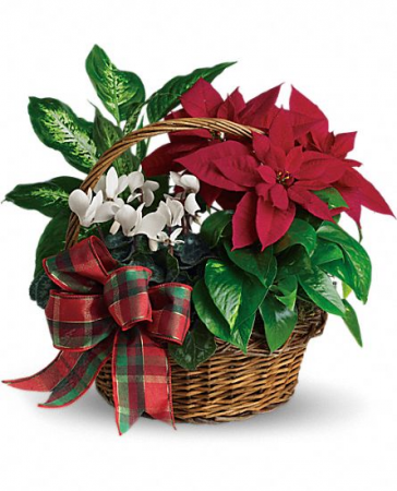 Holly Garden 