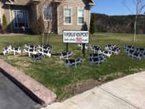 Holy Cow- A Special Birthday Rental Sign & Cows