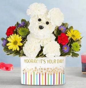 Hooray! It's Your Day!™ Party Pooch Birthday