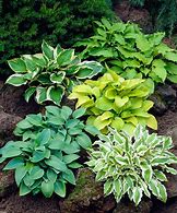 Hosta Greenhouse