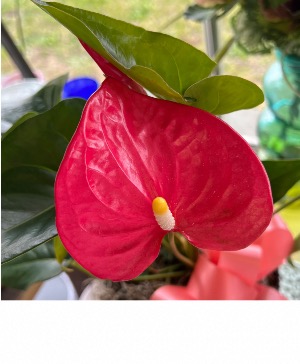 Anthurium  6in Houseplant 