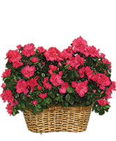 HOT PINK AZALEA BASKET Flowering Plants