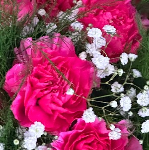 Hot pink hand tied bouquet of carnations  Hand tied no vase