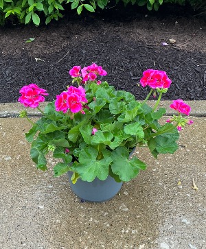 Hot Pink Geranium Patio pot